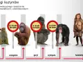 Ewolucja od makaka do hominidów. Obraz pokazuje rozchodzenie się dróg ewolucyjnych od wspólnych przodków, ukazując kolejno makaka, orangutana, goryla, szympansa i wreszcie pierwsi ludzie.