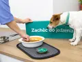 Piesek czeka na jedzenie, a na zielonym znaku widnieje napis "Zachęć do jedzenia".