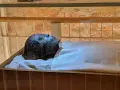 Mumia Tutanchamona spoczywa w szklanej gablocie, owinięta w płótno.