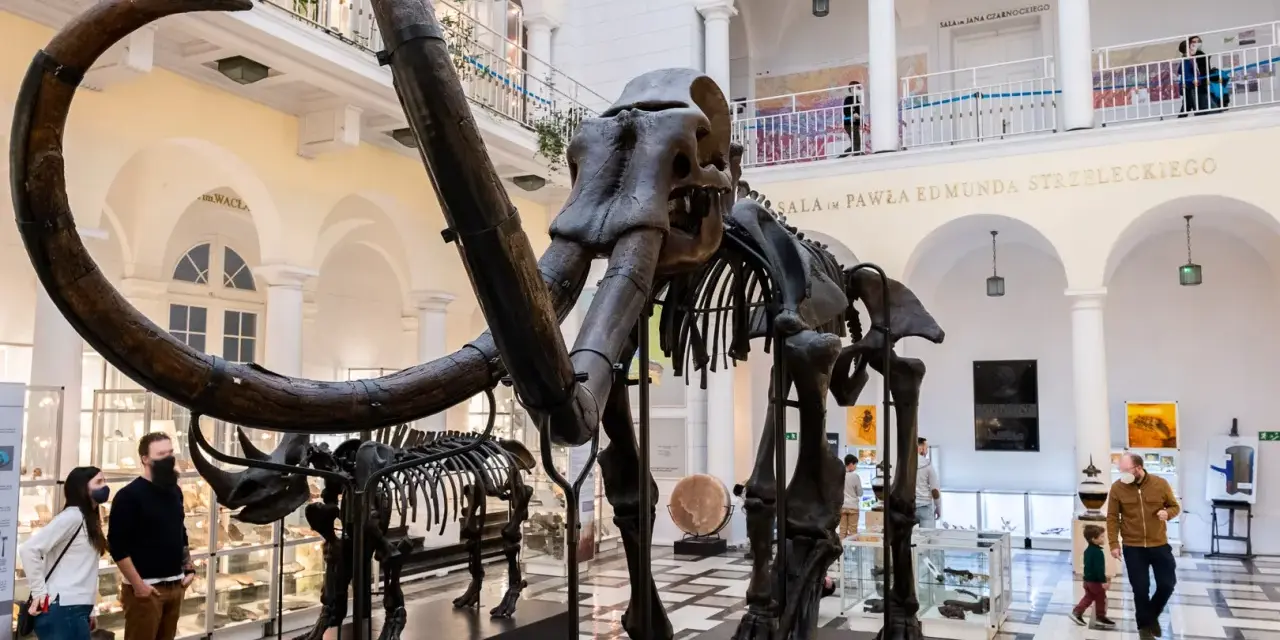 Szkielet mamuta w Muzeum Ziemi w Warszawie. Zwiedzający podziwiają prehistoryczne zwierzęta.