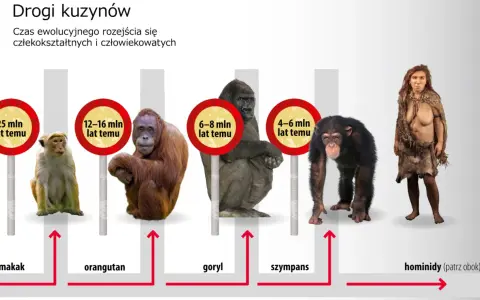 Ewolucja od makaka do hominidów. Obraz pokazuje rozchodzenie się dróg ewolucyjnych od wspólnych przodków, ukazując kolejno makaka, orangutana, goryla, szympansa i wreszcie pierwsi ludzie.