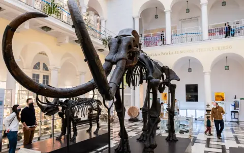 Szkielet mamuta w Muzeum Ziemi w Warszawie. Zwiedzający podziwiają prehistoryczne zwierzęta.