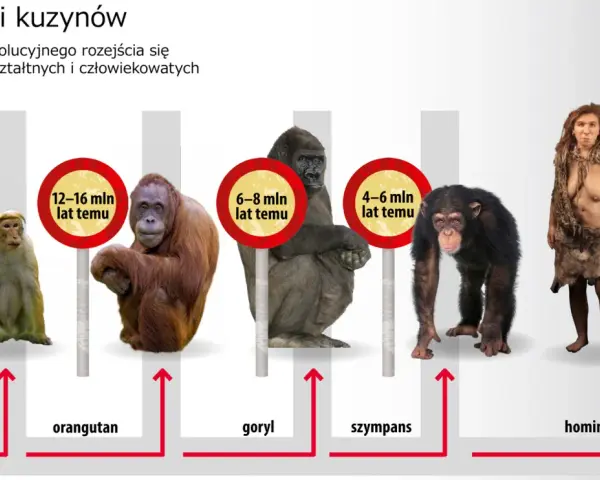 Ewolucja od makaka do hominidów. Obraz pokazuje rozchodzenie się dróg ewolucyjnych od wspólnych przodków, ukazując kolejno makaka, orangutana, goryla, szympansa i wreszcie pierwsi ludzie.