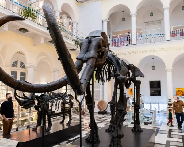 Szkielet mamuta w Muzeum Ziemi w Warszawie. Zwiedzający podziwiają prehistoryczne zwierzęta.