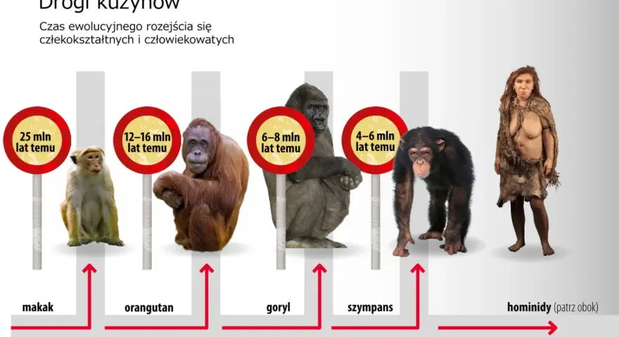 Ewolucja od makaka do hominidów. Obraz pokazuje rozchodzenie się dróg ewolucyjnych od wspólnych przodków, ukazując kolejno makaka, orangutana, goryla, szympansa i wreszcie pierwsi ludzie.