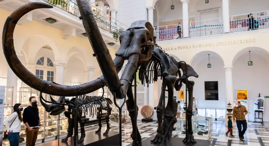 Szkielet mamuta w Muzeum Ziemi w Warszawie. Zwiedzający podziwiają prehistoryczne zwierzęta.