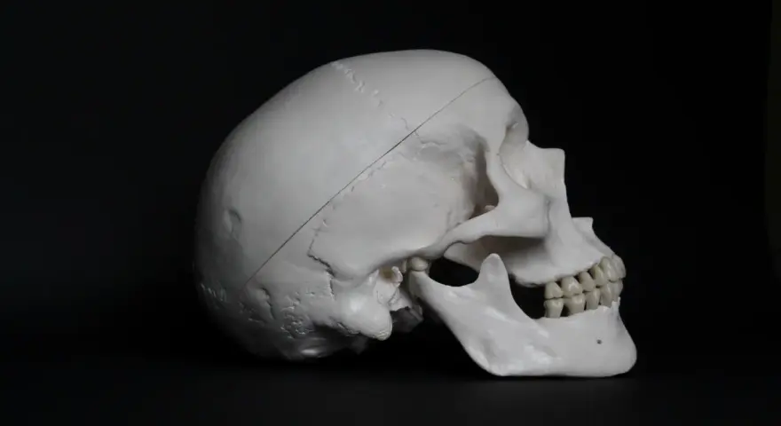 Model ludzkiej czaszki z widocznym nacięciem, sugerującym trepanację czaszki.