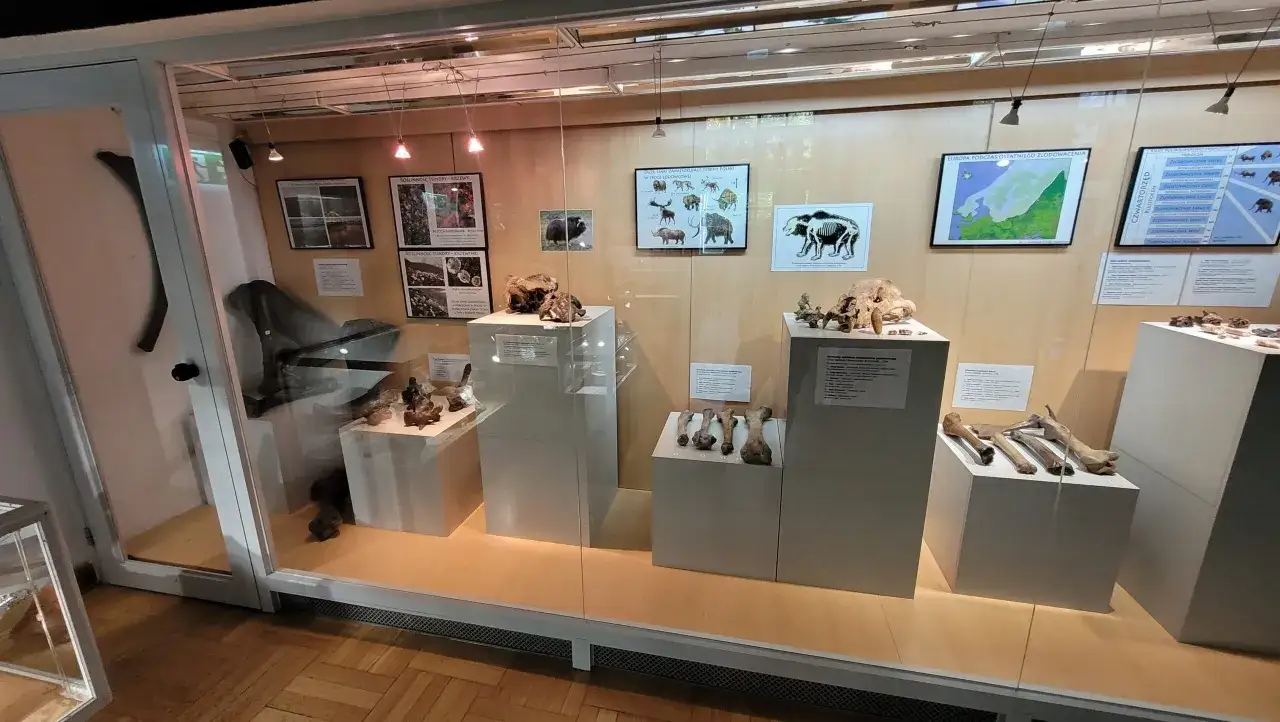 Wystawa w Muzeum Ziemi Warszawa: kości prehistorycznych zwierząt i mapy epoki lodowcowej.
